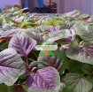 รูปภาพของ Hạt giống rau dền khoang