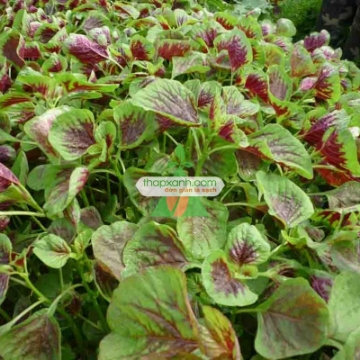 รูปภาพของ Hạt giống rau dền khoang