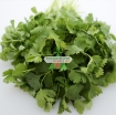 รูปภาพของ Hạt giống rau Mùi Tía (Ngò Rí)