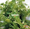 รูปภาพของ Hạt giống rau Mùi Tía (Ngò Rí)