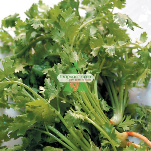 รูปภาพของ Hạt giống rau Mùi Tía (Ngò Rí)