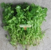 รูปภาพของ Hạt giống rau Mùi Tía (Ngò Rí)