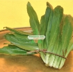 รูปภาพของ Hạt giống rau Mùi Tàu (Ngò Gai)