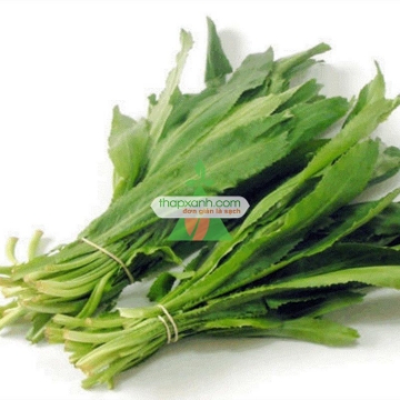 Ảnh của Hạt giống rau Mùi Tàu (Ngò Gai)