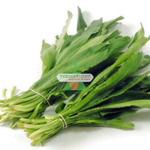 รูปภาพของ Hạt giống rau Mùi Tàu (Ngò Gai)