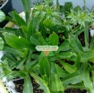 รูปภาพของ Hạt giống rau Mùi Tàu (Ngò Gai)