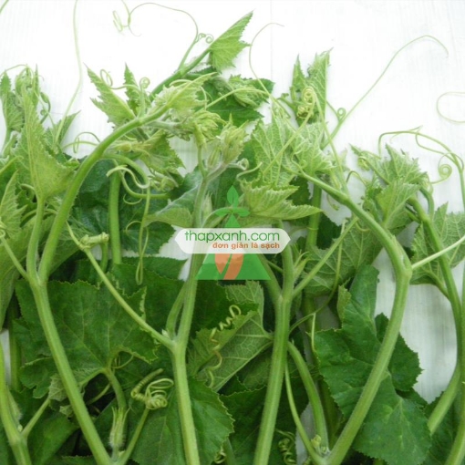 Ảnh của Hạt giống rau Bí Siêu Ngọn