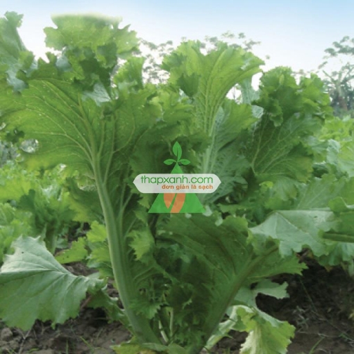 图片 Hạt giống rau Cải Bẹ Mào Gà