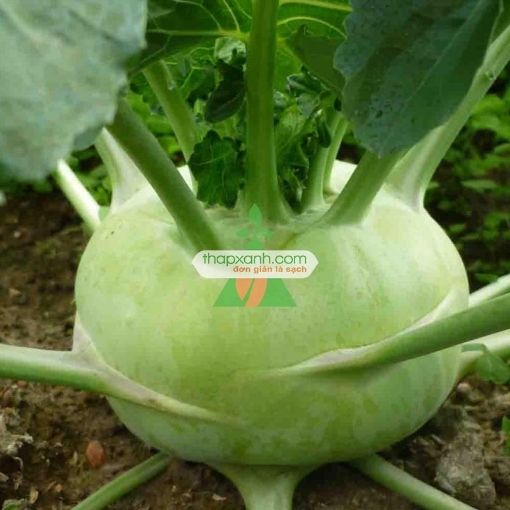 รูปภาพของ Hạt giống Củ Su Hào (Xu Hào)