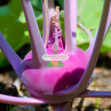 Ảnh của Hạt giống Củ Su Hào (Xu Hào) tím