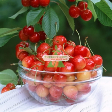 Ảnh của Hạt giống Quả Anh Đào (Cherry)