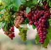 Ảnh của Hạt giống Nho mix