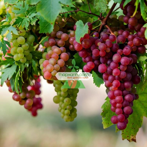 Ảnh của Hạt giống Nho mix