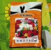 Gambar Hạt giống hoa Mười Giờ kép mix (Mỹ)