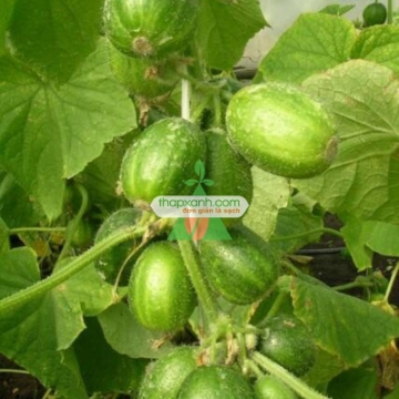 Ảnh của Hạt giống Dưa Chuột (Dưa leo) tí hon