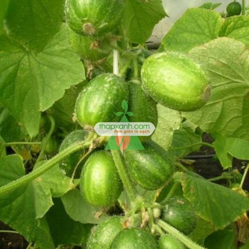 Picture of Hạt giống Dưa Chuột (Dưa leo) tí hon