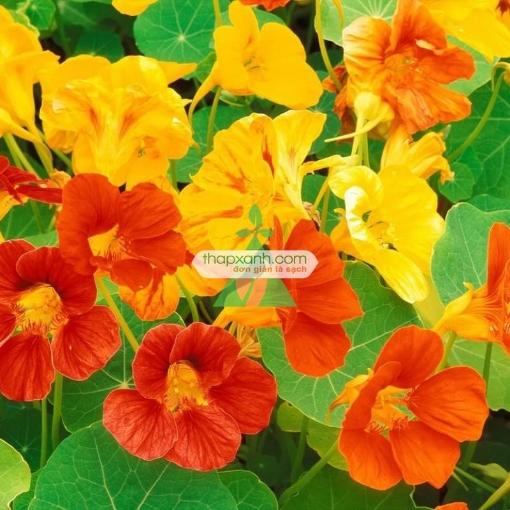 รูปภาพของ Hạt giống hoa Sen Cạn mix