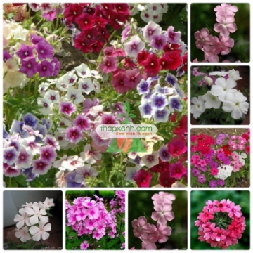 Gambar Hạt giống hoa Thanh Trúc mix
