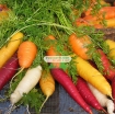 รูปภาพของ Hạt giống Cà rốt cầu vồng (Mỹ)