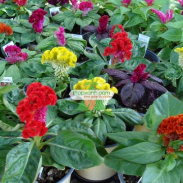 Ảnh của Hạt giống Hoa Mào Gà Búa