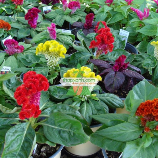 Ảnh của Hạt giống Hoa Mào Gà Búa