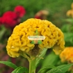 Ảnh của Hạt giống Hoa Mào Gà Búa