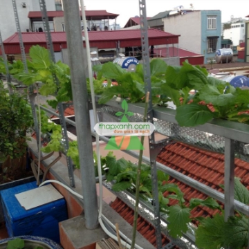 Ảnh của Vườn rau ban công