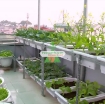 Ảnh của Vườn rau ban công