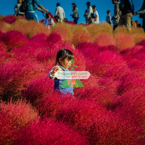 รูปภาพของ Hạt giống Cỏ Đổi Màu (Kochia)