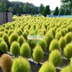 รูปภาพของ Hạt giống Cỏ Đổi Màu (Kochia)