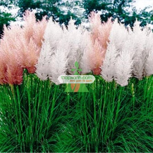 Picture of Hạt giống hoa Lau Cảnh (Cortaderia Selloana)