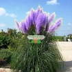 Picture of Hạt giống hoa Lau Cảnh (Cortaderia Selloana)