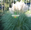 Picture of Hạt giống hoa Lau Cảnh (Cortaderia Selloana)