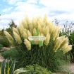 Picture of Hạt giống hoa Lau Cảnh (Cortaderia Selloana)