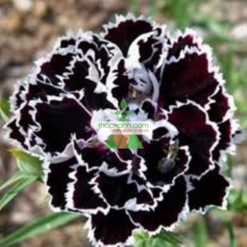 รูปภาพของ Hạt giống hoa Cẩm Chướng đen