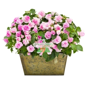 รูปภาพของ Hạt giống hoa Ngọc Thảo (Mai địa thảo) kép mix