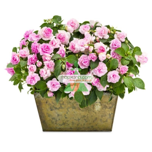 图片 Hạt giống hoa Ngọc Thảo (Mai địa thảo) kép mix