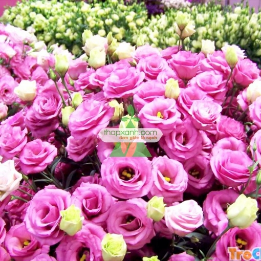 Picture of Hạt giống Hoa Cát Tường (phớt hồng) Nga