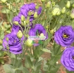 Ảnh của Hạt giống Hoa Cát Tường (xanh tím) Nga