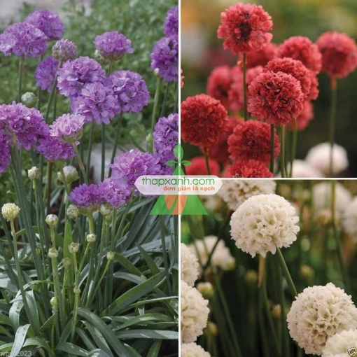 รูปภาพของ Hạt giống hoa Ngọc Trâm hình cầu mix