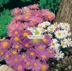 Picture of Hạt giống hoa Cúc Anh Thảo mix
