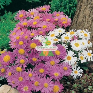 Picture of Hạt giống hoa Cúc Anh Thảo mix