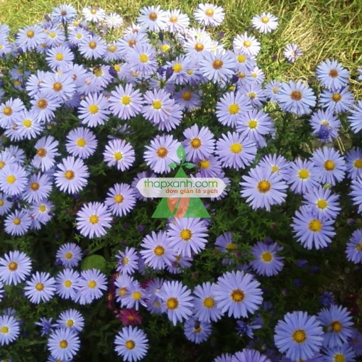 รูปภาพของ Hạt giống hoa Cúc Anh Thảo trắng