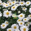 รูปภาพของ Hạt giống hoa Cúc Anh Thảo trắng