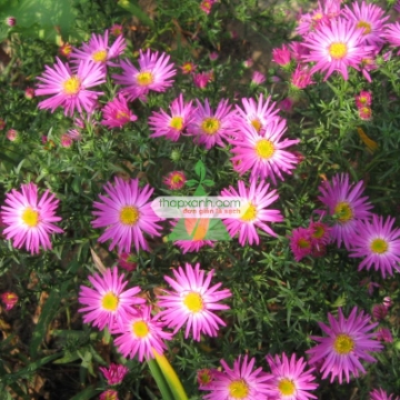 Picture of Hạt giống hoa Cúc Anh Thảo hồng