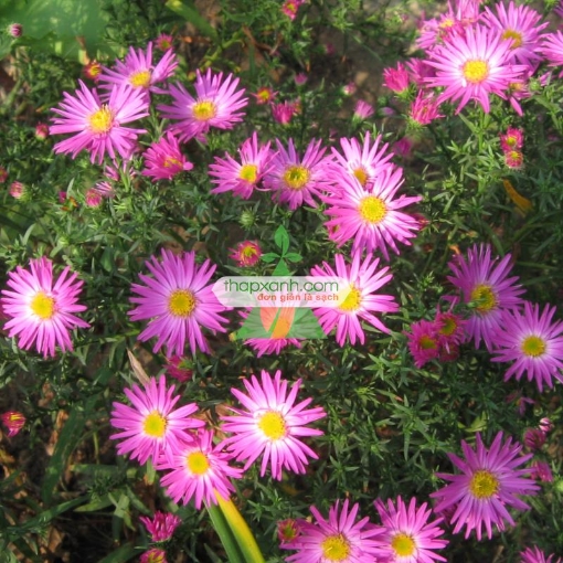 Ảnh của Hạt giống hoa Cúc Anh Thảo hồng