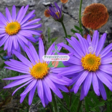 Picture of Hạt giống hoa Cúc Anh Thảo xanh tím