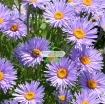 Ảnh của Hạt giống hoa Cúc Anh Thảo xanh tím