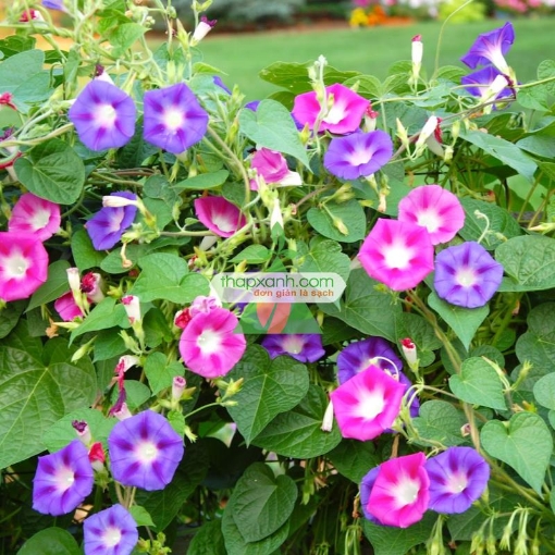 รูปภาพของ Hạt giống hoa Bìm Bìm mix