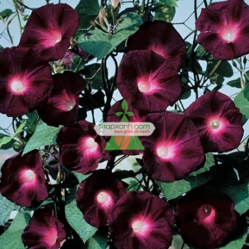 รูปภาพของ Hạt giống hoa Bìm Bìm tím